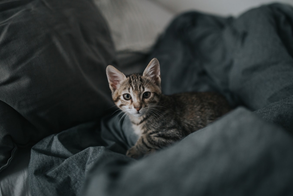 cuidar-gato