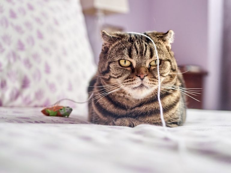 gato-dieta-sobrepeso