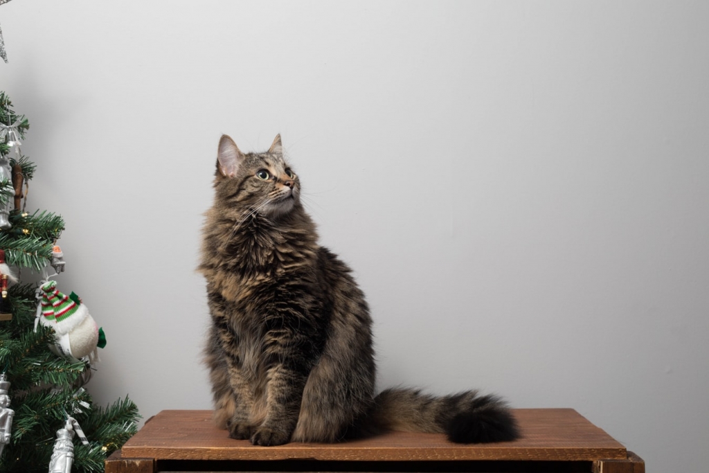 gato-ejercicio-fisico-obesidad
