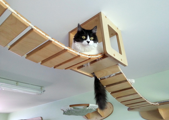 gato-jugando-estructura-elevada