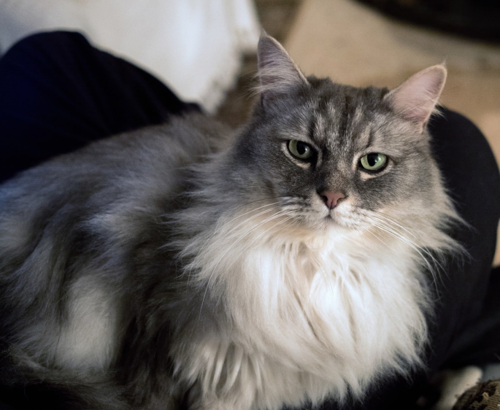 gato-pelo-largo-sobrepeso