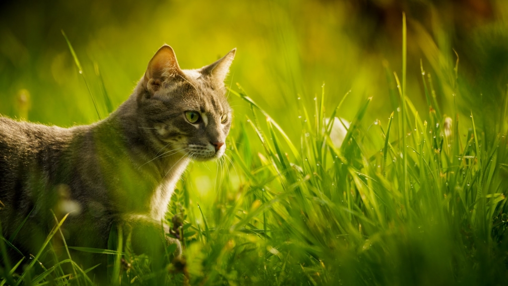 gato-purga-hierba