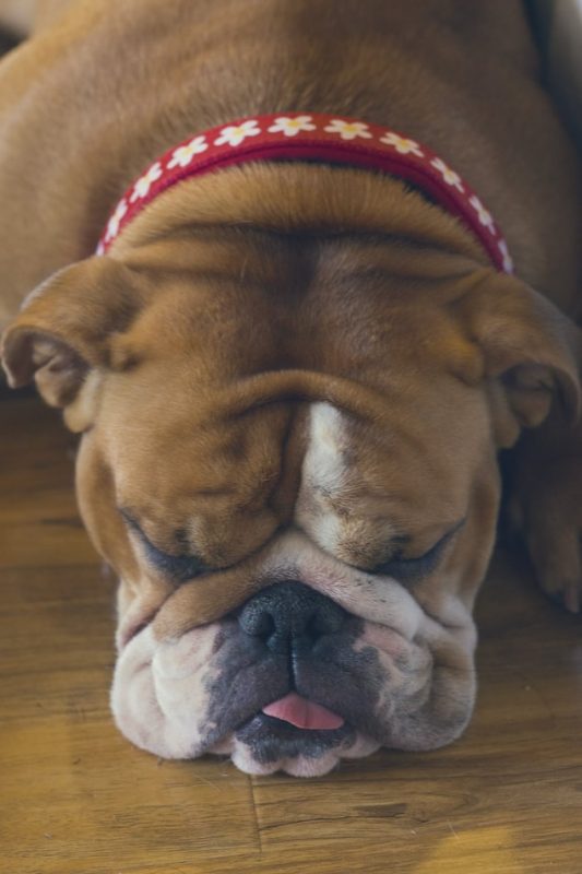 sindrome-branquicefalico-bulldog