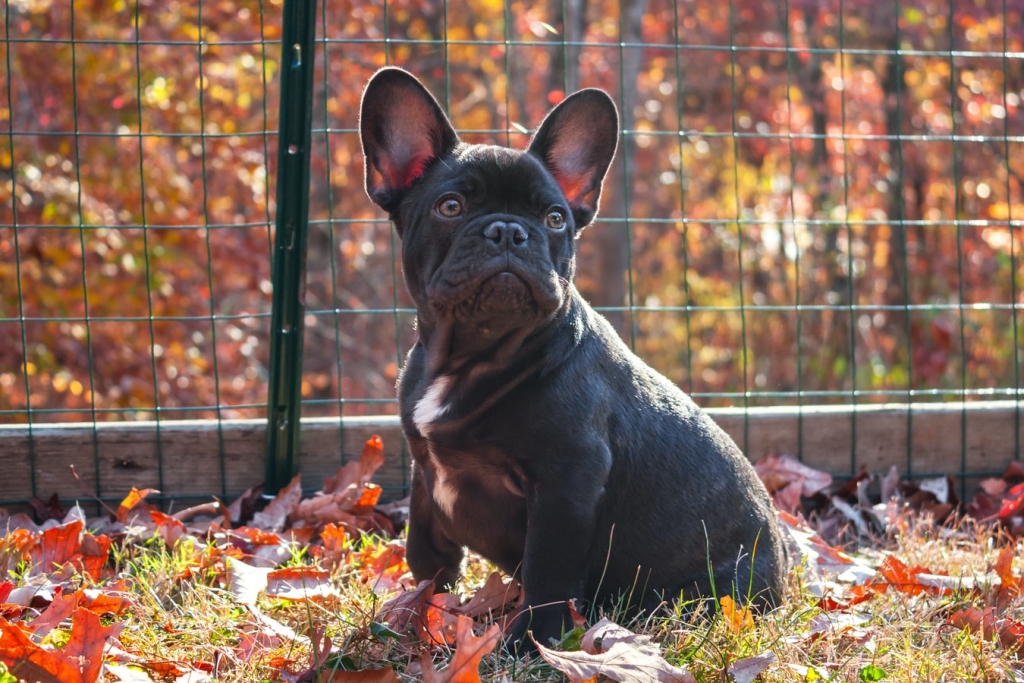 sindrome-branquicefalico-perro-sintomas