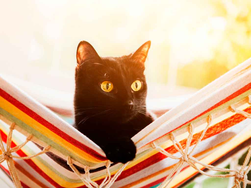 protege_gato_calor