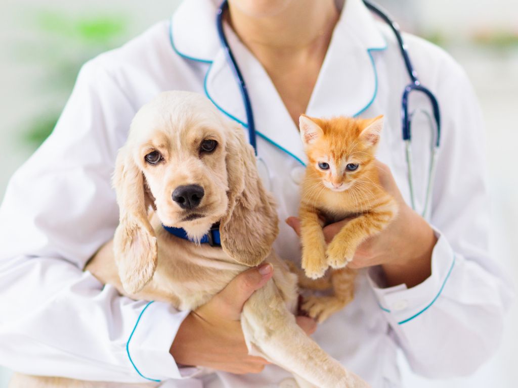 seguro_perro_gato