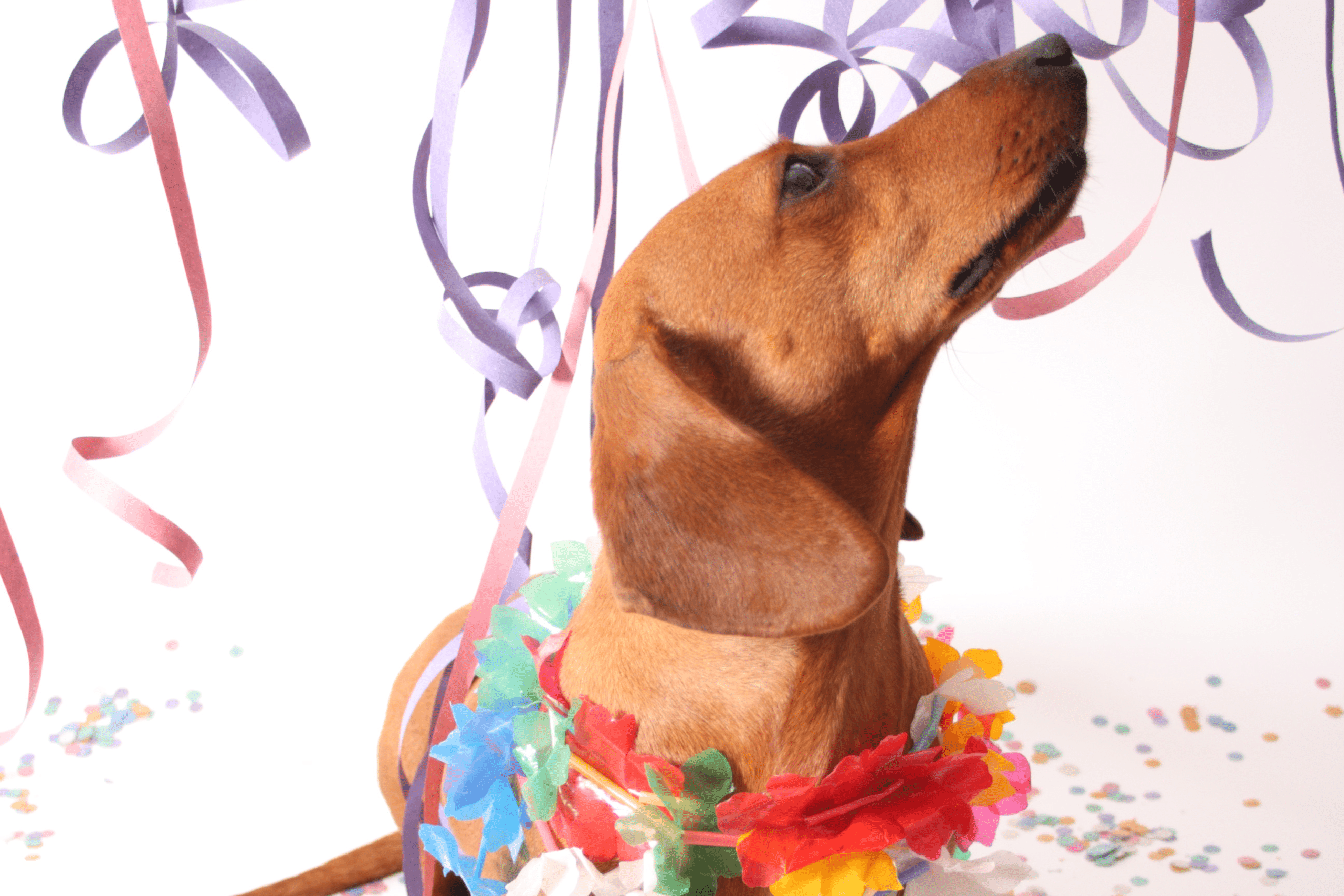 Disfrazo carnaval para perros y gatos
