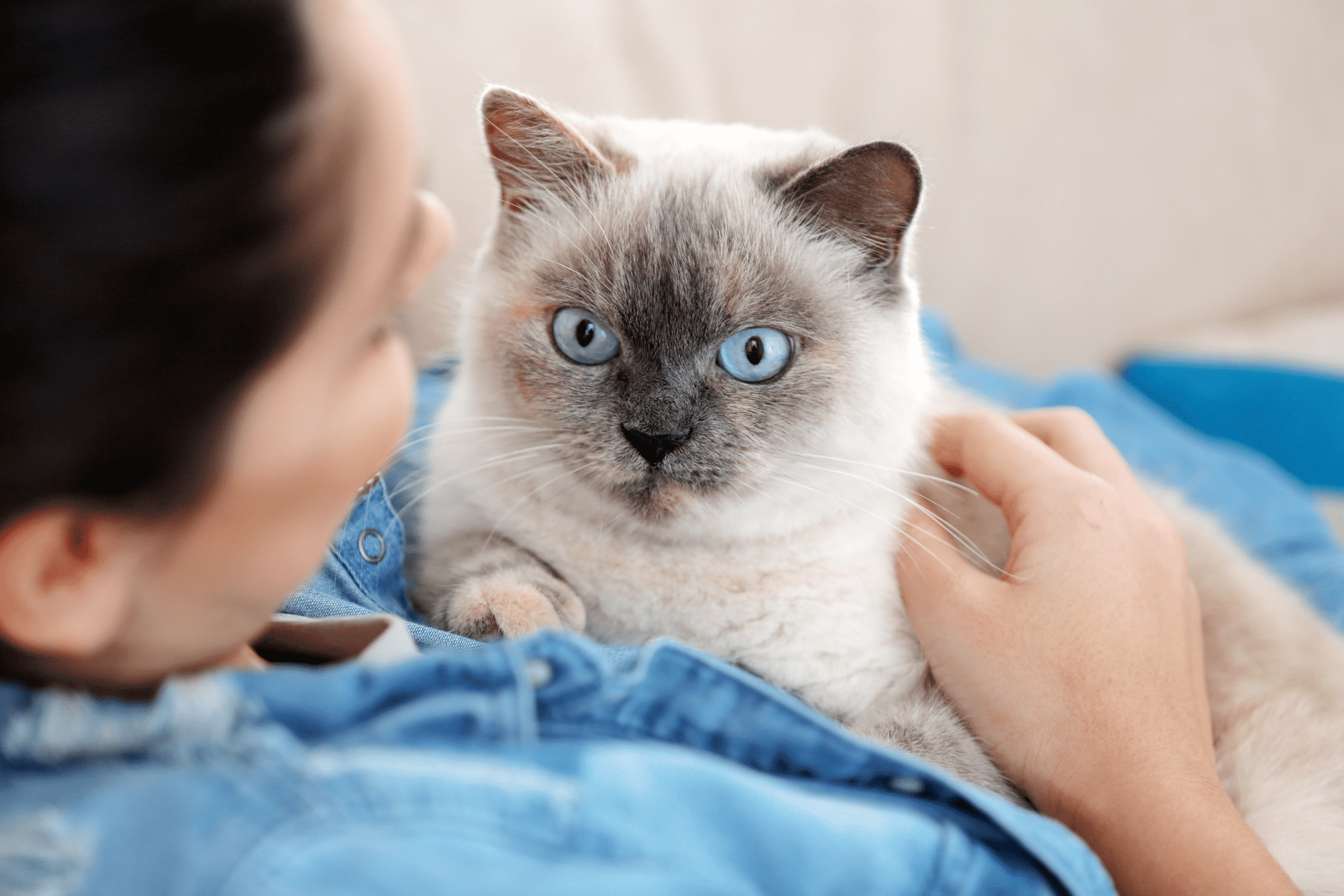 Descubre los beneficios de tener una mascota en tu vida
