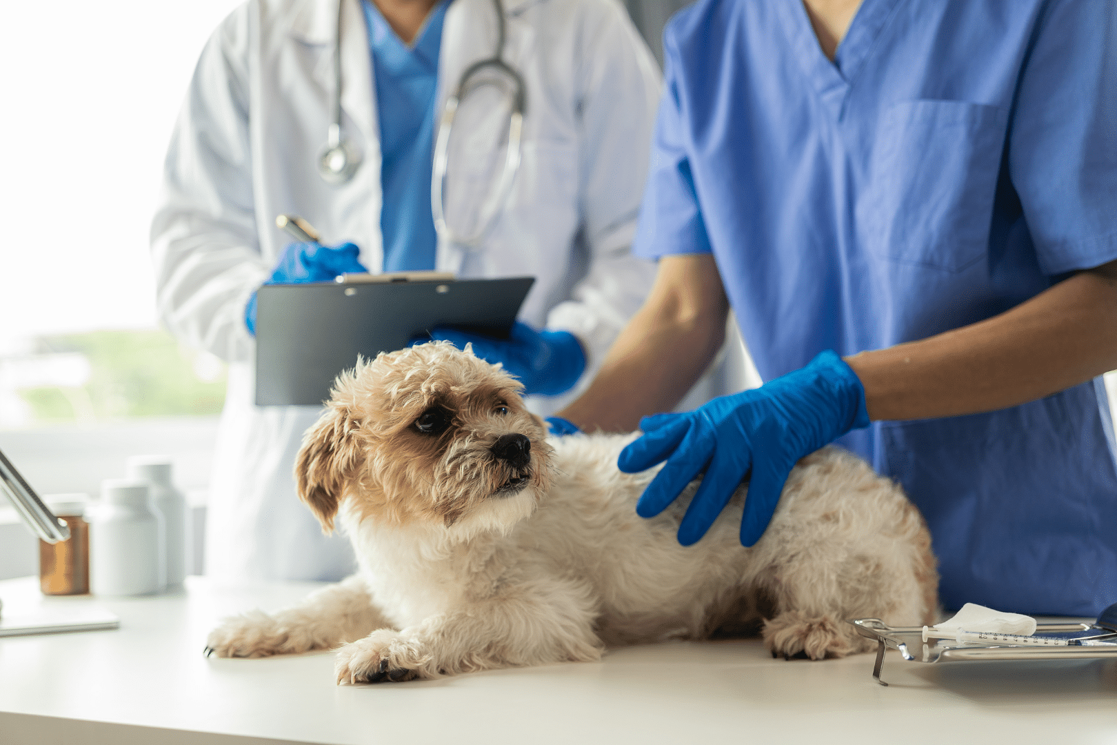 perro en el veterinario
