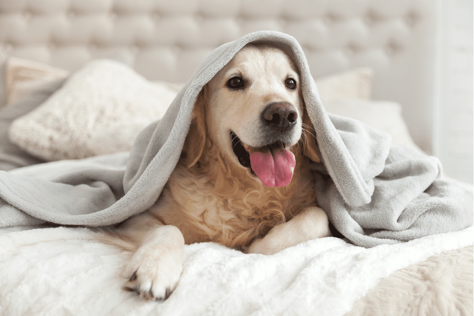Perro feliz después de una operación
