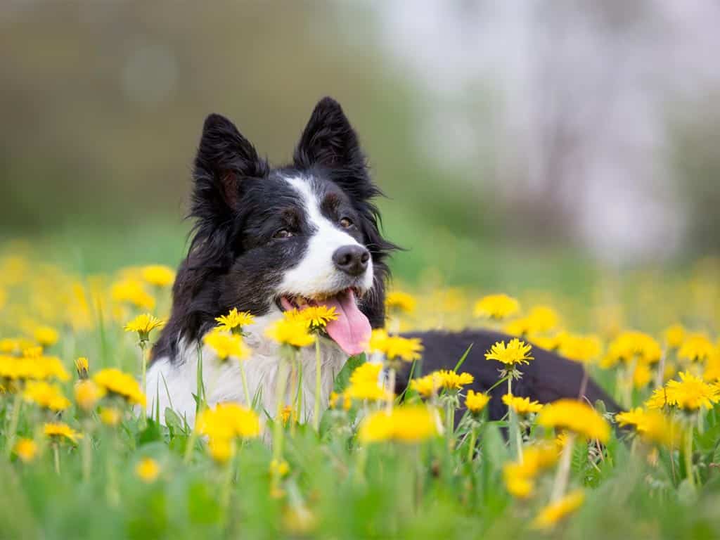 evita alergias en primavera en perros y gatos
