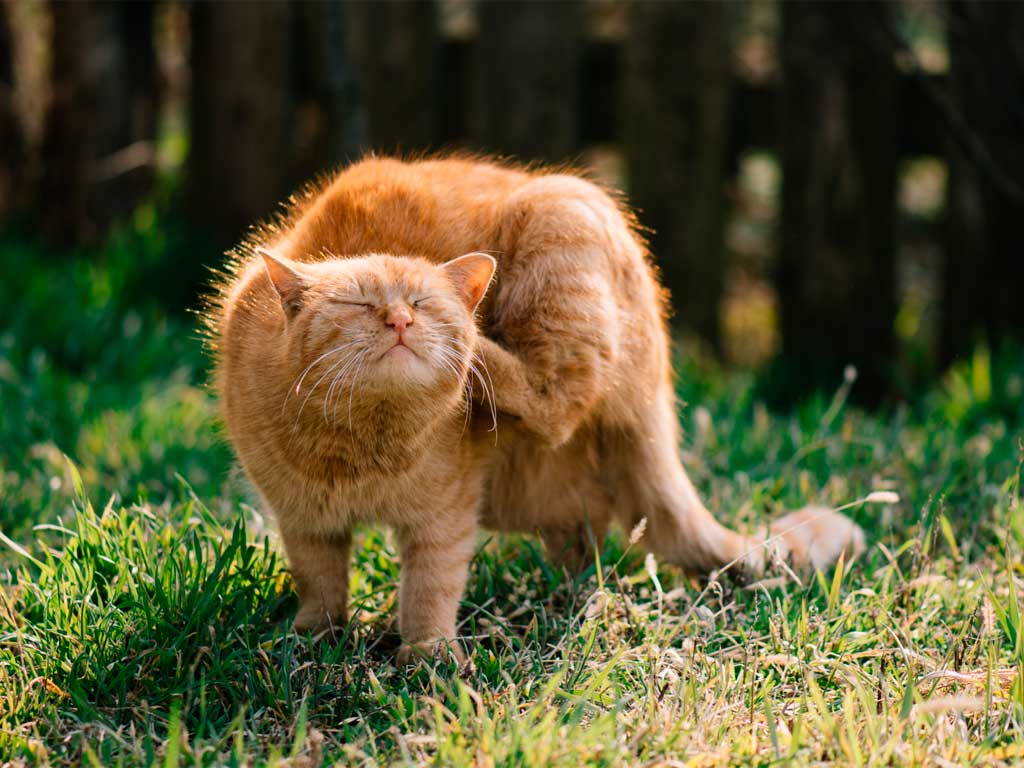 alergia estacionales en primavera en gatos