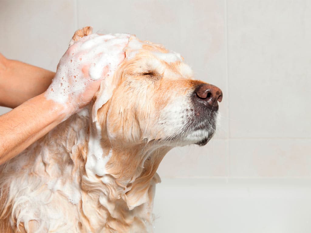 cuidar a un perro