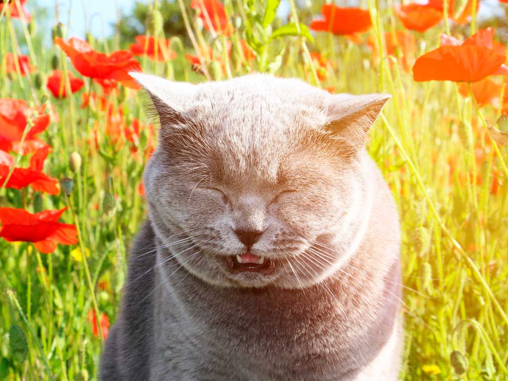 evita alergias en primavera en perros y gatos