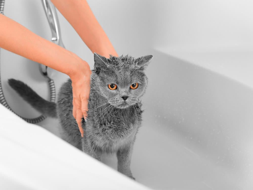 antiparásitos gatos