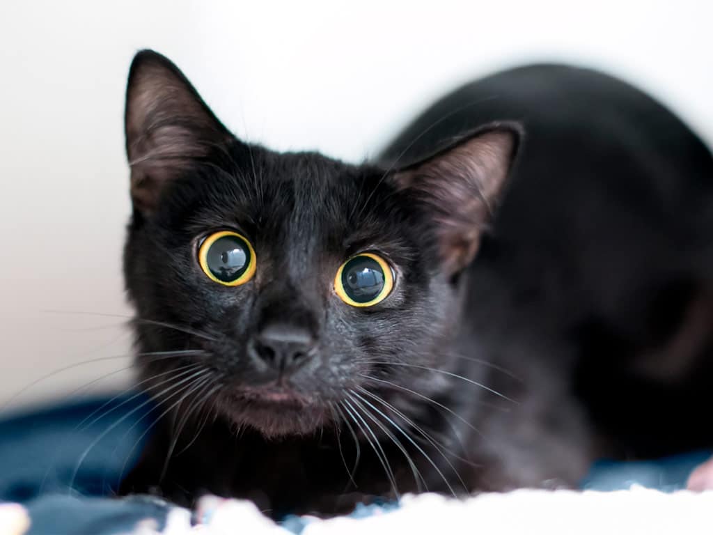 cuidar a tu gato