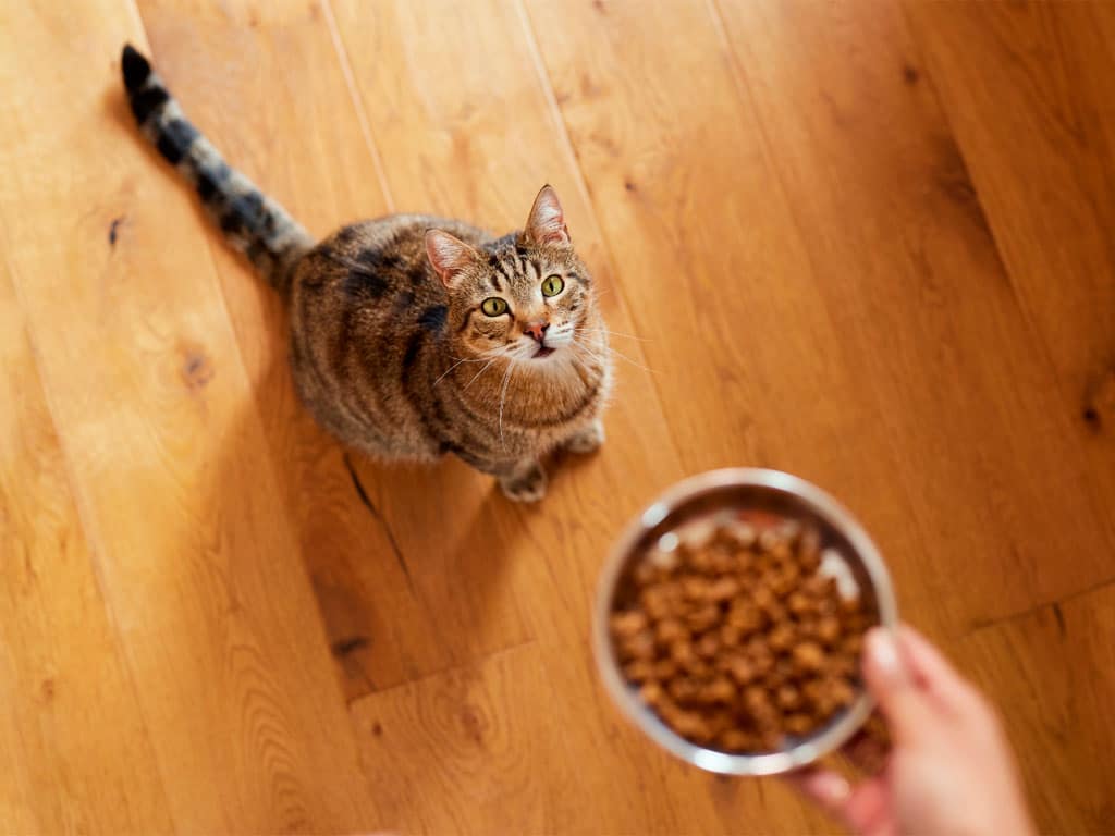 comida de gato enfermo