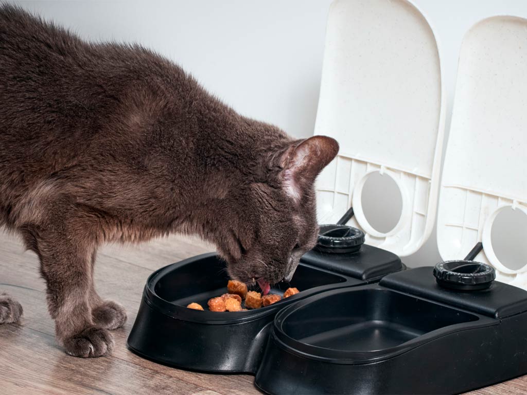gato come rápido
