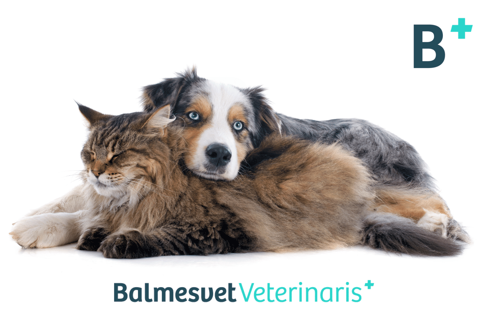 hospital veterinario Balmesvet