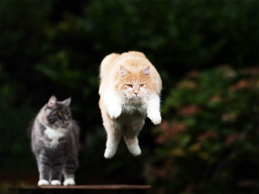 ¿Cómo prevenir el síndrome del gato paracaidista?