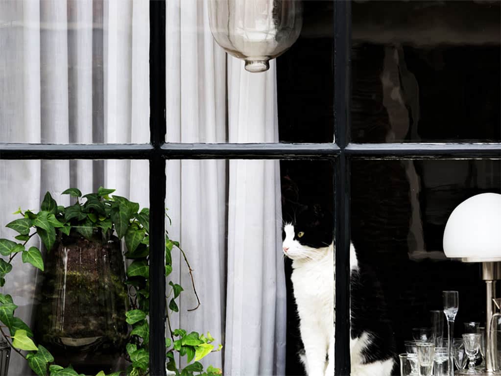 SÍNDROME DEL GATO PARACAIDISTA