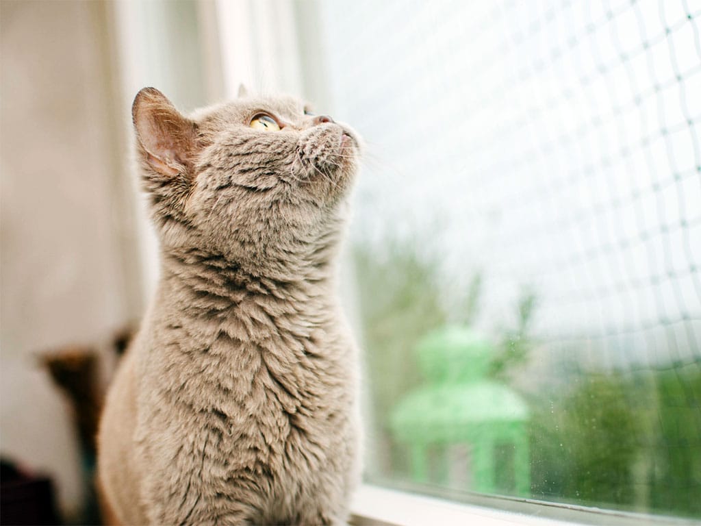 gato cae por la ventana