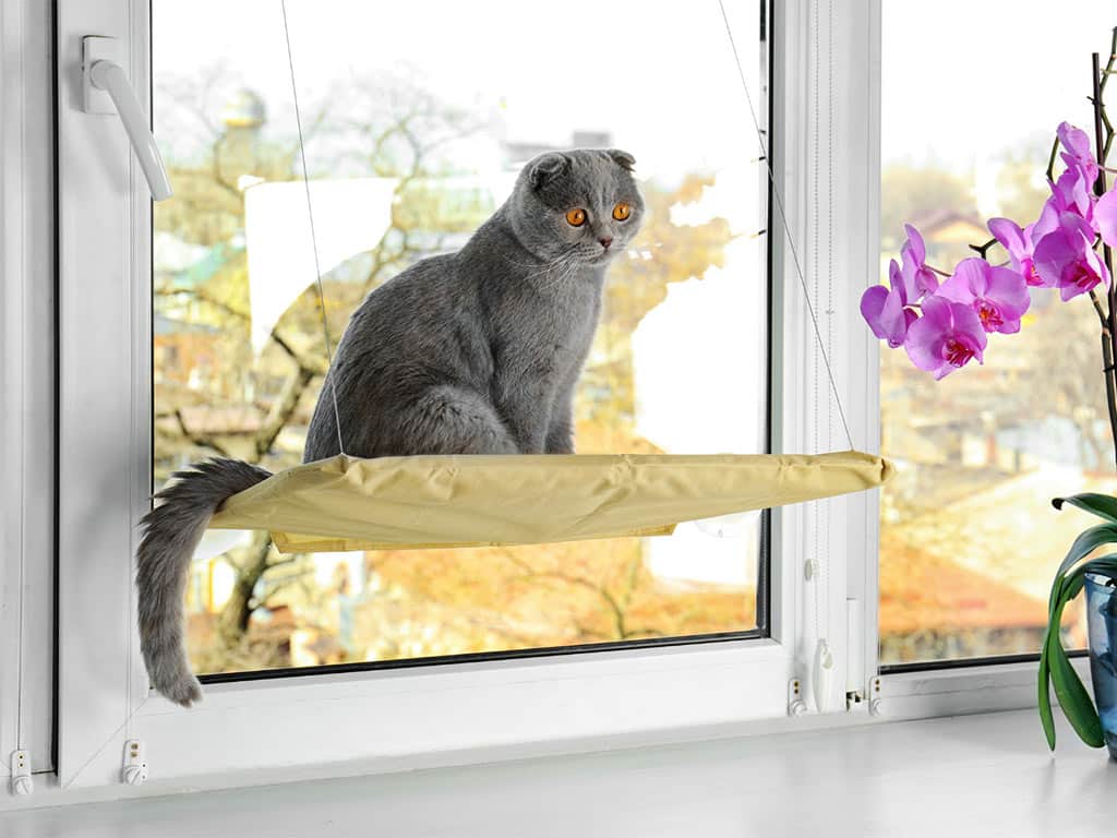gato