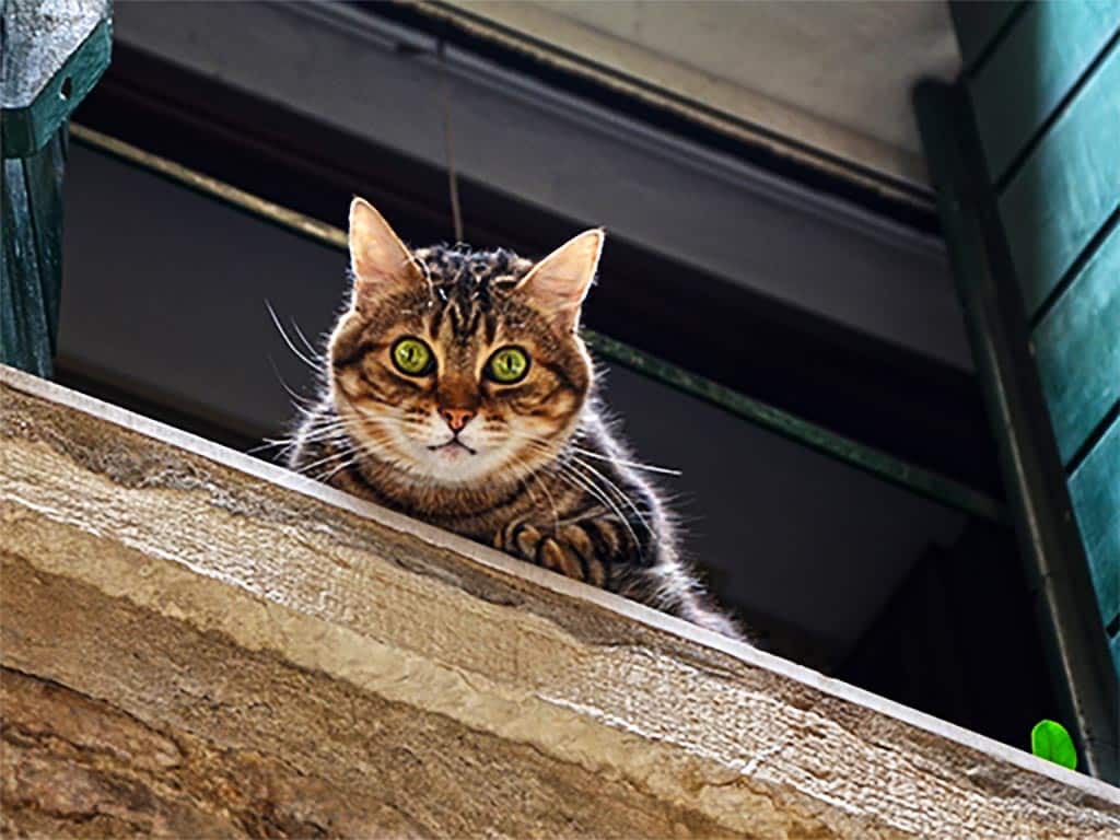 hospital clínico veterinario para gatos