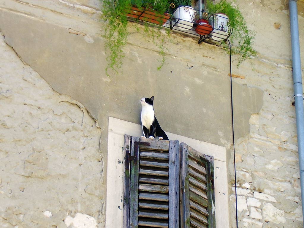 gato en una ventana