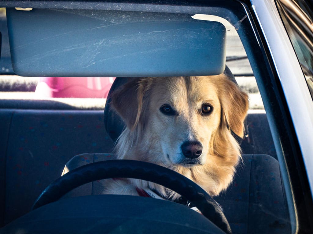 golpe de calor perros