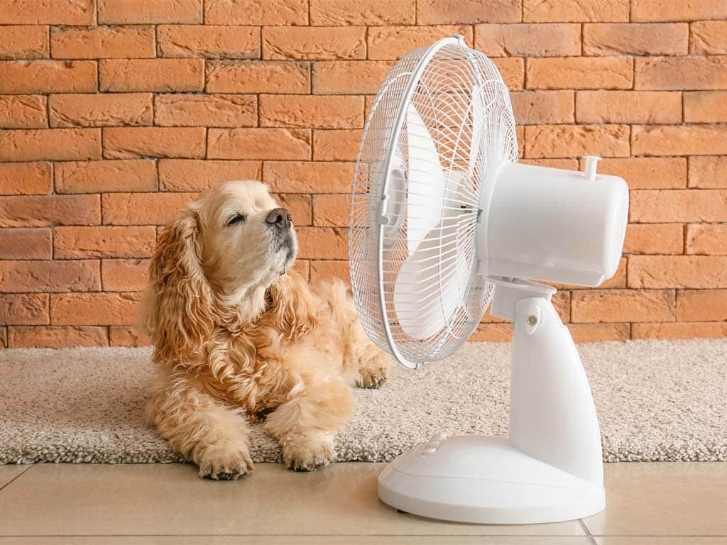 golpe de calor en perros