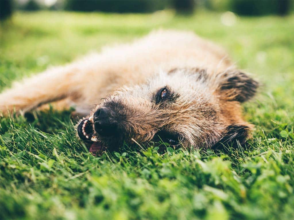 perro sufre golpe de calor