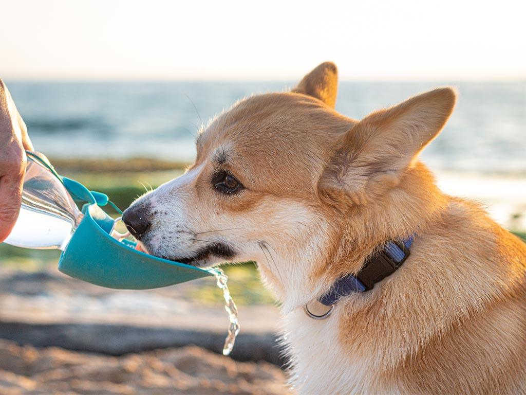 perro con calor