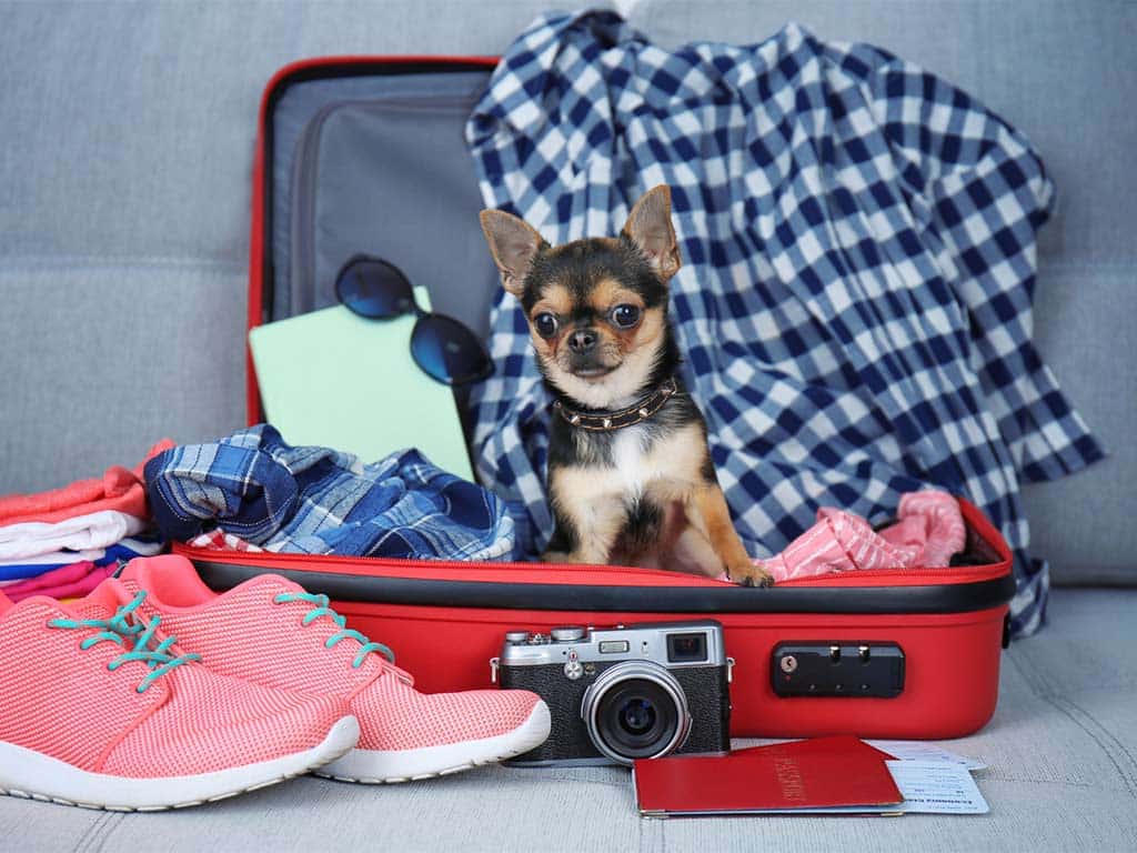 viajar con perro