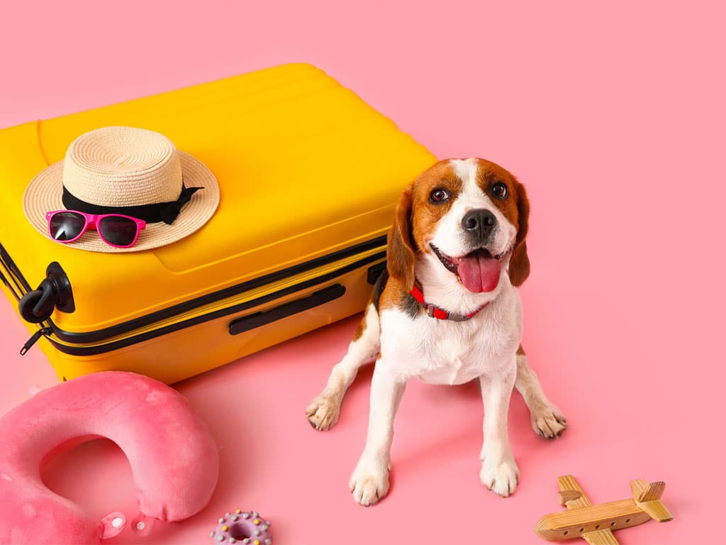 vacaciones con mascotas