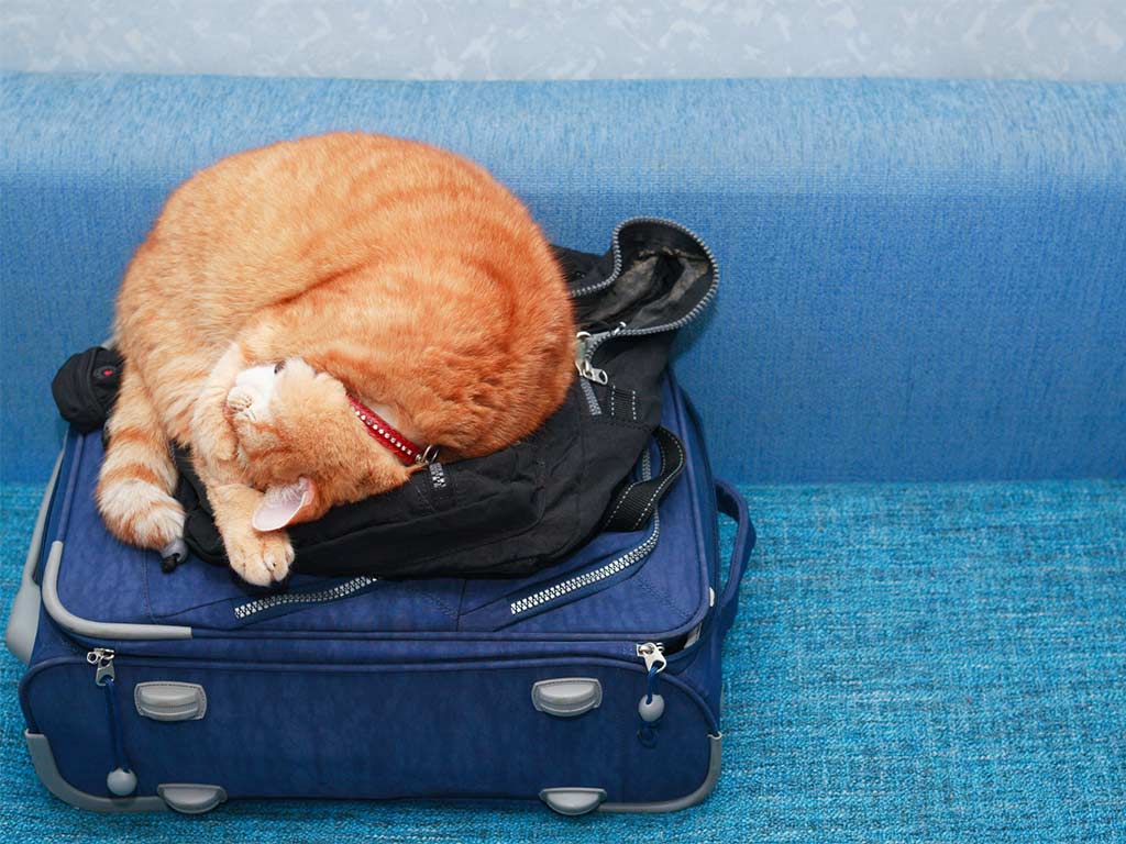 vacaciones con mascota