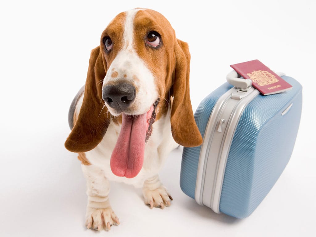 viajar con perro