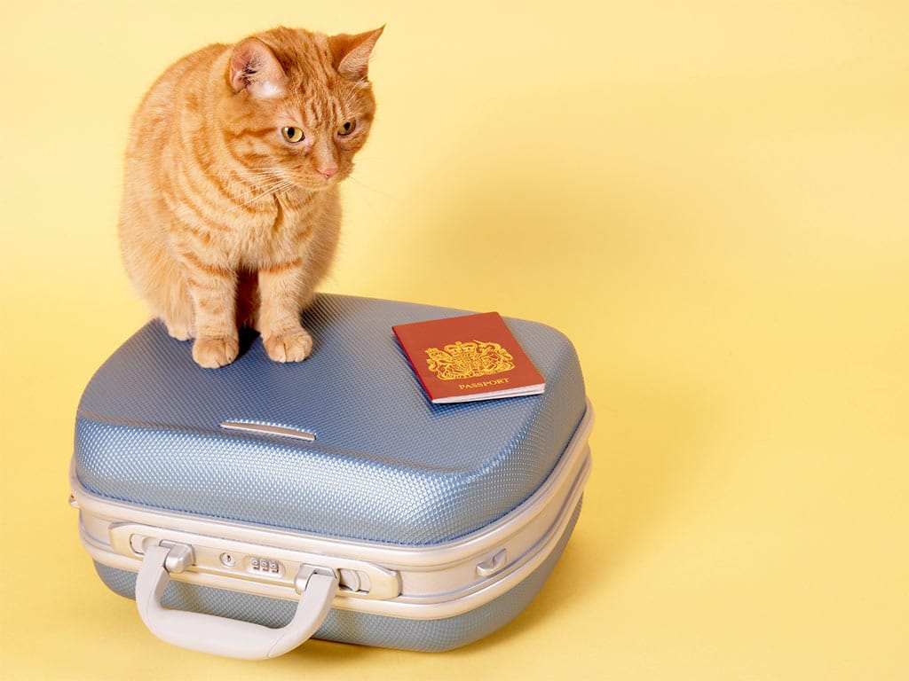 vacaciones con gato