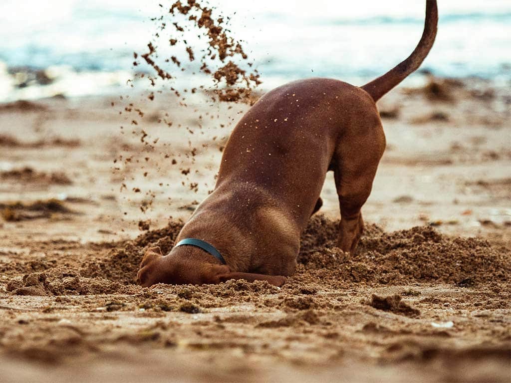 perro playa