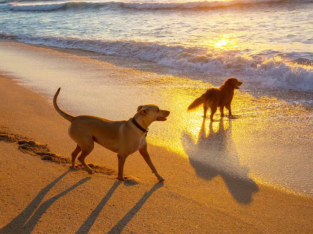 playa para perros barcelona