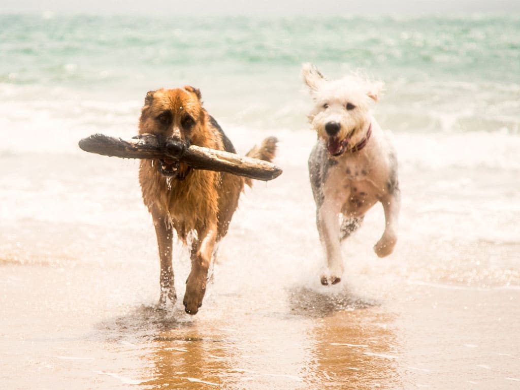 ir a la playa con perros