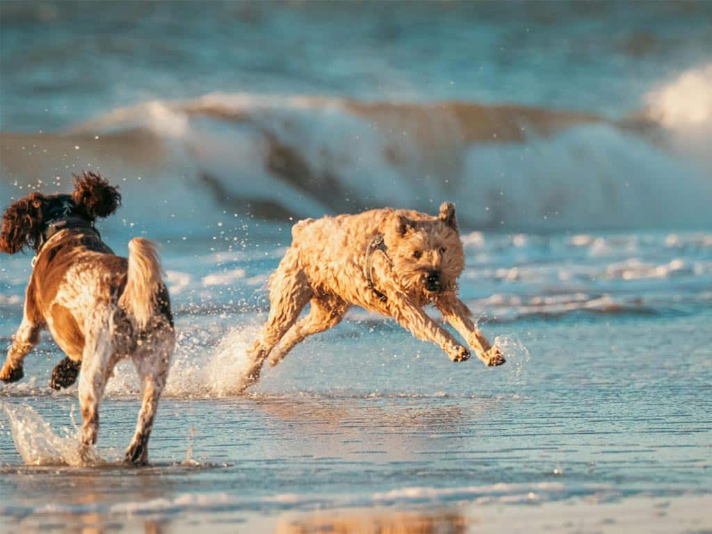 playas para perros en barcelona