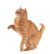 Gato