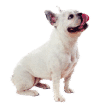 Perro