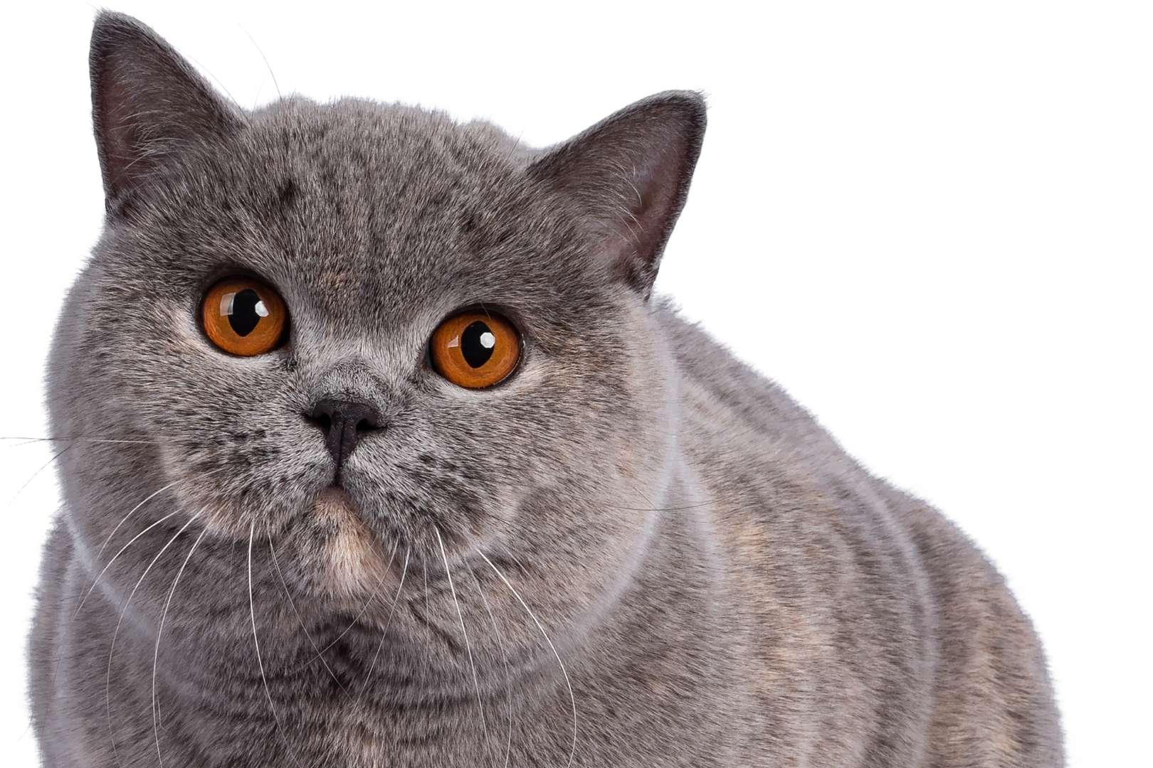 British Shorthair adulto en consulta veterinaria en Barcelona con enfoque preventivo
