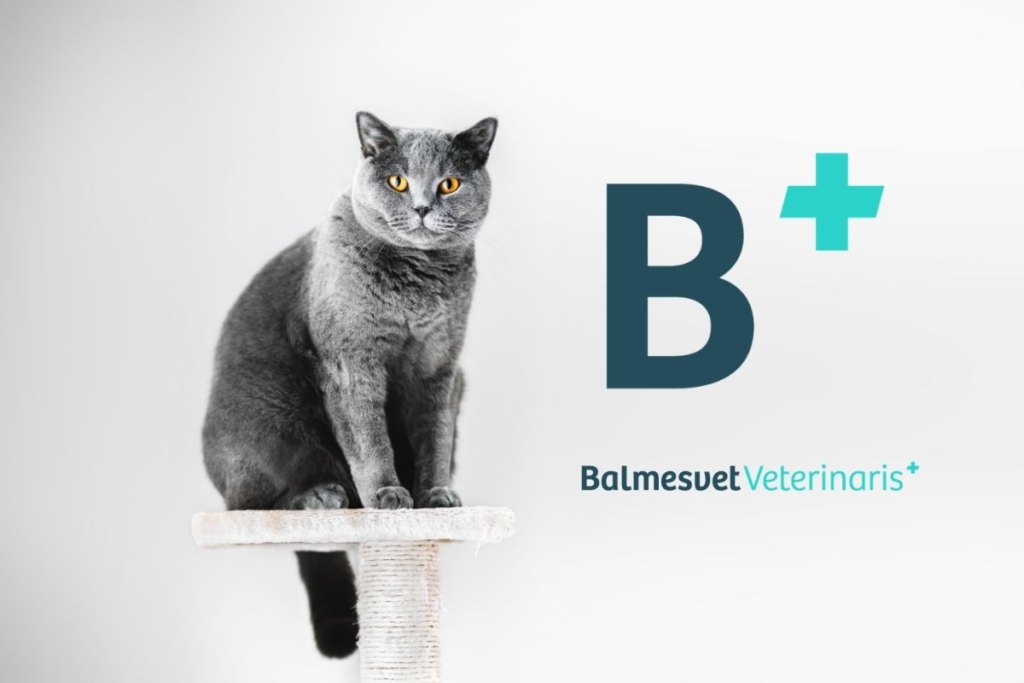 Consulta veterinària Cat Friendly per a British Shorthair a Barcelona