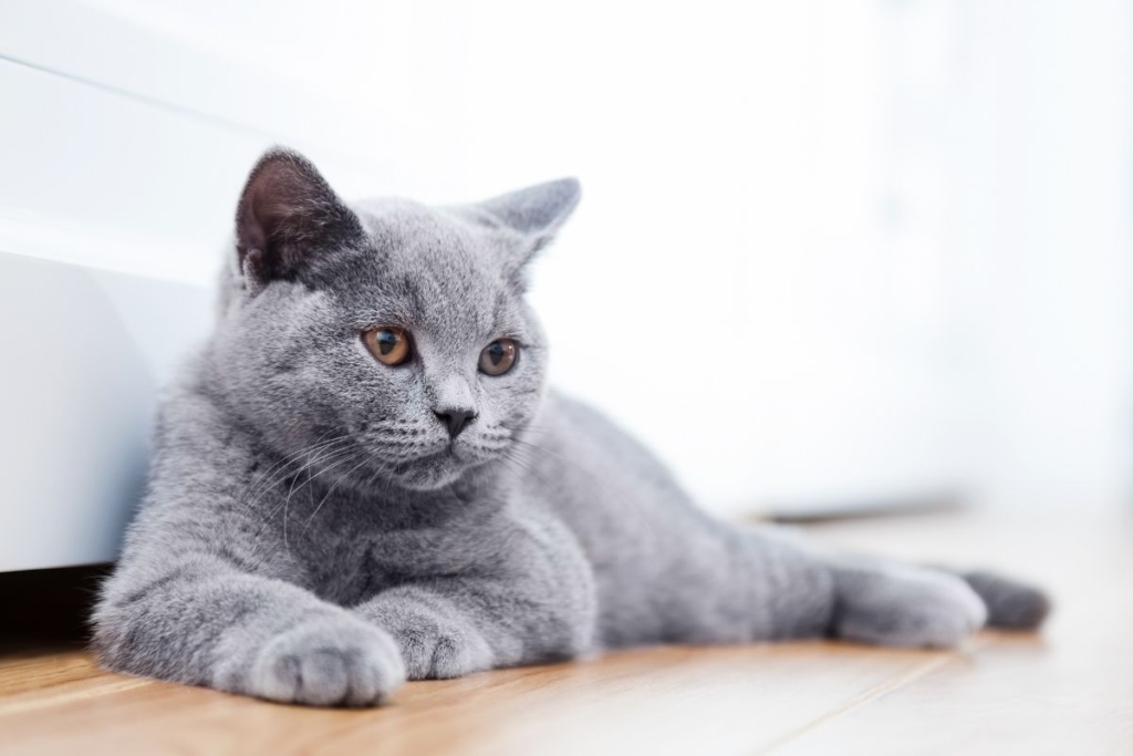 Analítica sanguínia per a la detecció precoç de malaltia renal en British Shorthair
