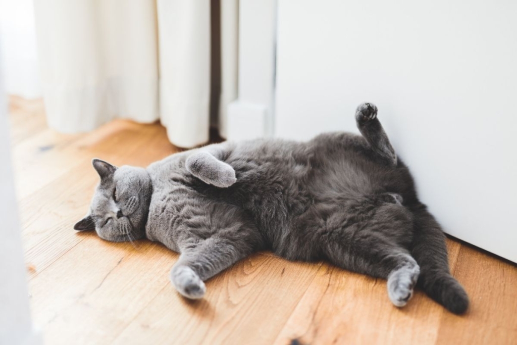 Control del pes i avaluació corporal en British Shorthair amb risc d’obesitat