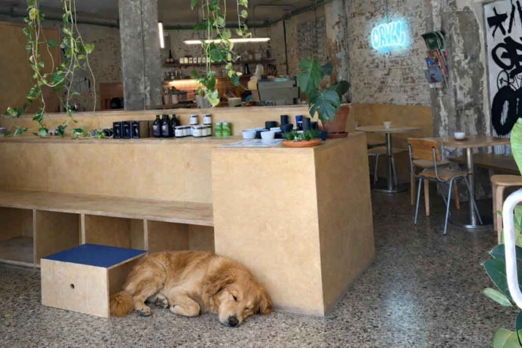 Cafè d’especialitat dog friendly al Poblenou a Orval amb ambient tranquil
