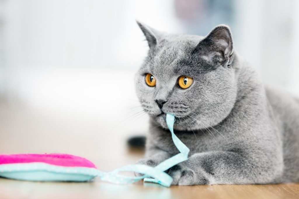 Revisió dental en British Shorthair per prevenir malaltia periodontal